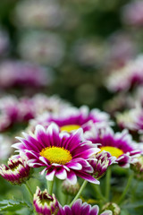 Obraz premium Chrysanthemum flower close up in white background.