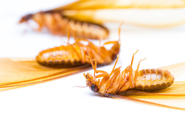 Alate or termite white ant on white background
