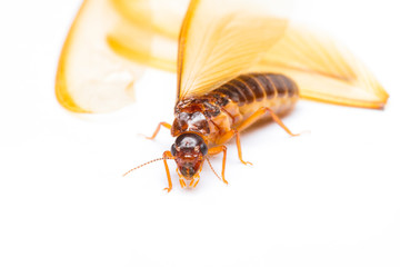 Alate or termite white ant on white background