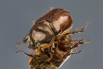 Large brown beetle with long legs.