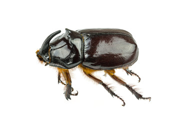 Large brown beetle.