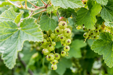 Young unripe black currant  on the branch in private garden in summer.