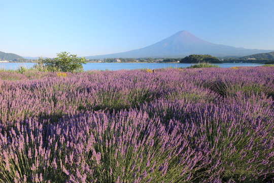 河口湖大石公園から見た富士山