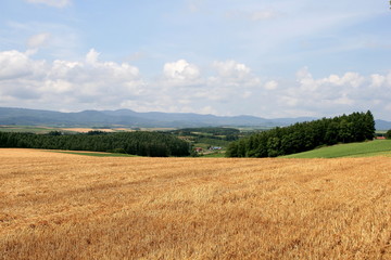 Obraz premium Zbiory zimowej scenerii pszenicy Biei, Hokkaido