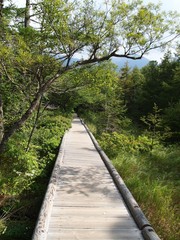 Obraz premium 蓼科高原 遊歩道