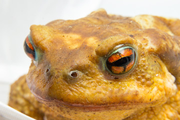 common toad (Bufo bufo) closeup of the head and eyes
