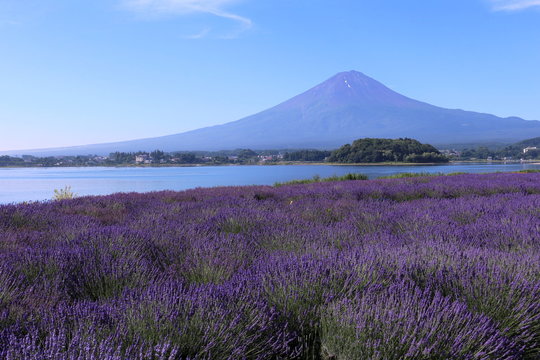 河口湖大石公園から見た富士山