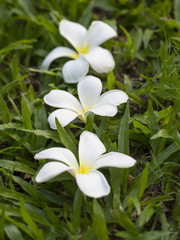 Frangipani Plumeria flowers border Design on the grass, select focus
