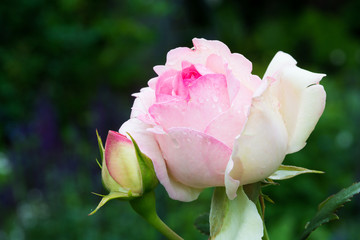 雨に濡れたピンクのバラ