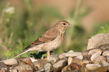 bird standing on a stone