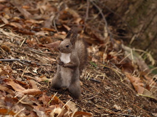 早春のエゾリス