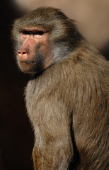 Mono de gibraltar