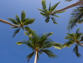 Palm trees on the beach from below for background textures