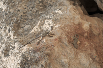 Two lizards Gecko and Stellio lying together on a stone