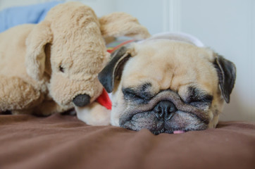 Close up face of Cute pug puppy dog sleeping on the bed have snot from cold near dog doll.