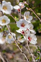 Flowers on almond  tree