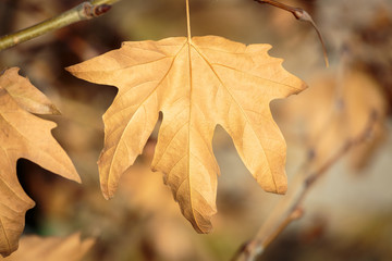Dry sycamore leaf on branch