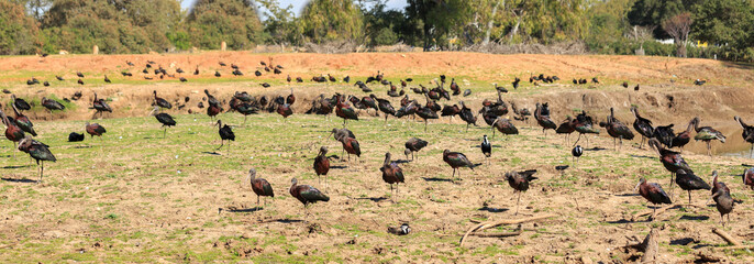 Flock of Ibises