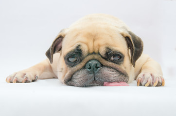 Cute puppy pug dog sleeping tongue out on the ground with gum on eye and snot of cold on white background