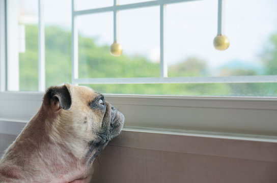 Close-up Face of Cute Pug Puppy Dog Looking Out a Window. Concept of lonely pug dog. Pug alone like forsake. Pug waiting owner