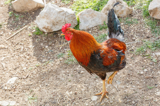 Bright red and black cock standing