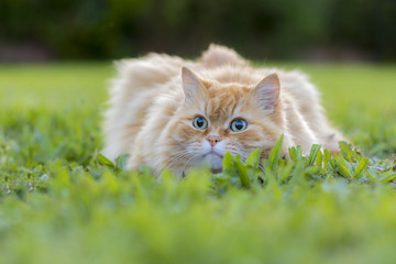 Naklejka na ściany i meble Katze liegt im Gras