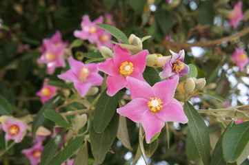 Lagunaria patersonia pink flowers on the tree