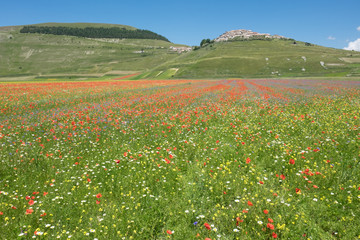 The Flowering of Lentils 2016 Castelluccio di Norcia in the Sibillini Park