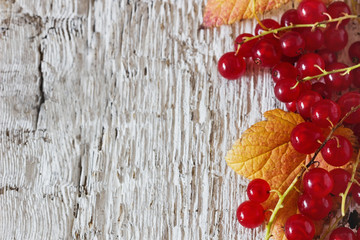 Red currant berries