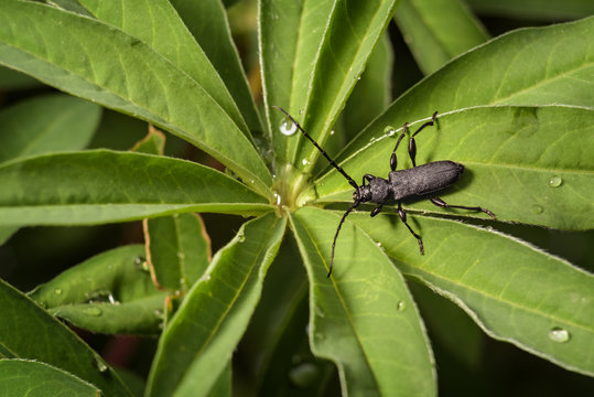 Capricorn bug. big black beetle in garden macro photography. Morimus funereus. Cerambyx cerdo. longhorn
