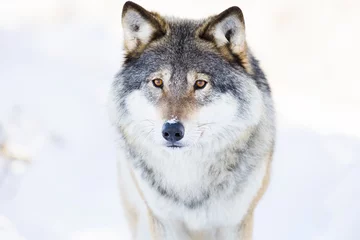 Photo sur Aluminium Loup Le loup se tient dans la belle forêt d& 39 hiver
