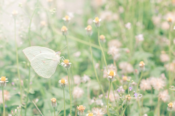 beautiful butterfly on flower grass