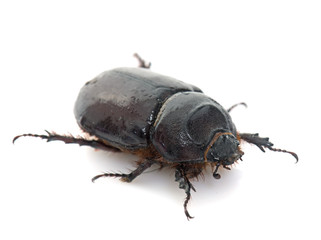 female European rhinoceros beetle