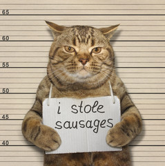 A scottish straight cat was convicted of stealing sausages.