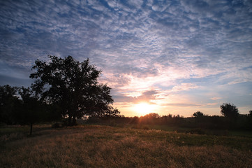 Fototapeta na wymiar Sunrise in the forest. Big tree in the meadow at dawn with clouds. Morning landscape.