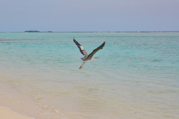 seaview on the island