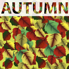 Background with colorful autumn leaves. Fall.