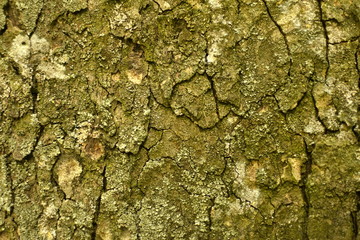 Rough surface texture of tree bark close up