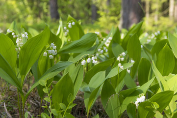 Blooming lilies of the valley in  sunny pine forest