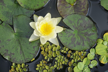 Gelbe Seerose