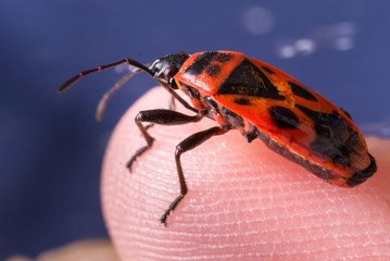 Firebug on a boy's finger