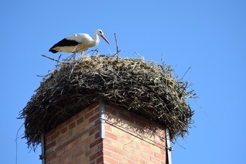Storch