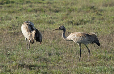 Common cranes (Grus grus) in the field, Kalmykia, Russia