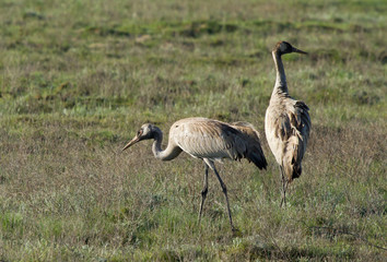 Common cranes (Grus grus) in the field, Kalmykia, Russia