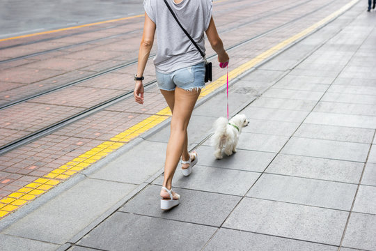 Young Beautiful Woman In Jeans Shorts Walking Down The Empty City Streets With Her Small White Dog On A Leash