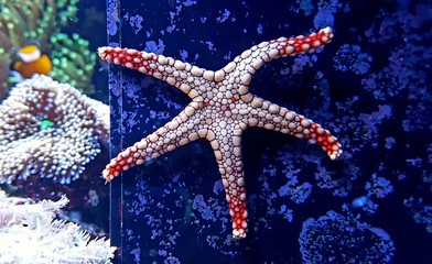 Fromia Starfish