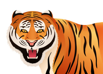 Tiger on white background. Wild cat