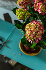 Bouquet of blooming green and pink hydrangeas hortensia flowers on a table at home closeup with scissors on the background. Concept flowers for home and garden