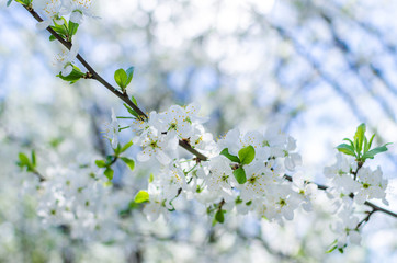 Obraz premium Branches of beautiful white cherry blossoms flowers close-up in the garden on sunny day on the blurry bokeh background, soft color filter and selective focus with copy space, depth of field is short