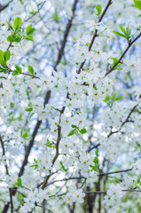 Branches of beautiful white cherry blossoms flowers close-up in the garden on sunny day on the blurry bokeh background, soft color filter and selective focus with copy space, depth of field is short